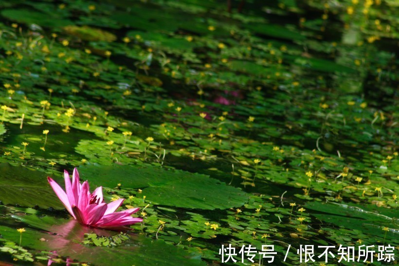 生肖|十分不懂女人心的4大生肖，不太会讲话，从来不会主动