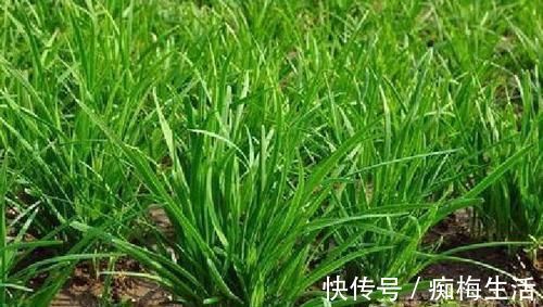 路子野|它和韭菜是“双胞胎”,却被烂在地里,不仅能吃,还能治病!