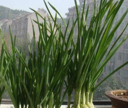 家里的有些东西,扔水里就是一盆郁郁葱葱小盆栽