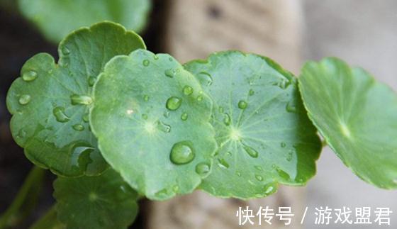 要想铜钱草爆盆，这样养，一天一个样，10天就爆盆