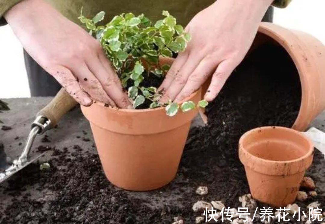 春天养花,做好4件事,花盆里不生小虫子