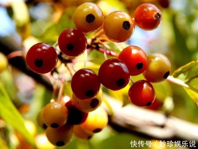 一种长得像樱桃的果实，是农村用来专治拉肚子的土方子，一用就好