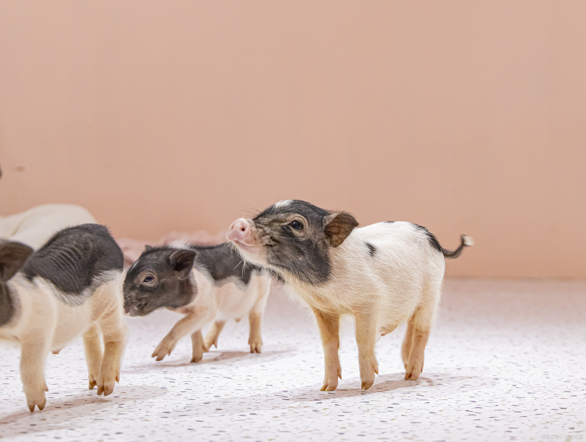 猪传染性胃肠炎|猪流行性腹泻怎么治