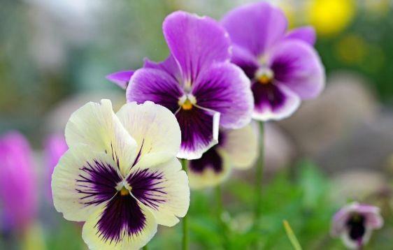 家中必备的4种花,花大色艳颜值高,还能散发怡人花香