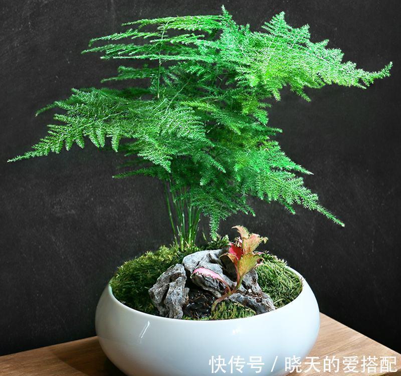 4种“高贵花”,冬天砰砰开花,家里养一盆,富贵大气有面子