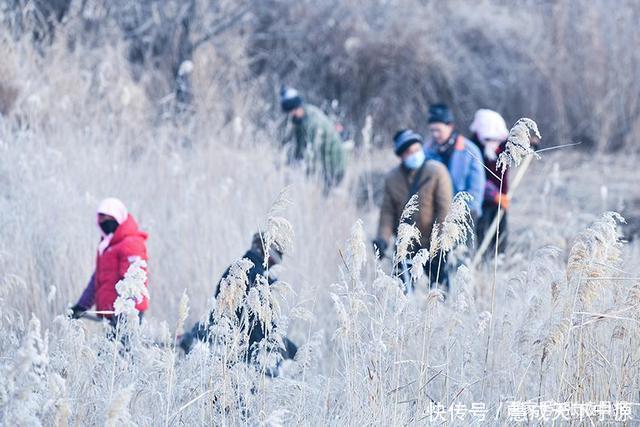 严寒|顶寒风，冒严寒，张掖湿地割苇忙！