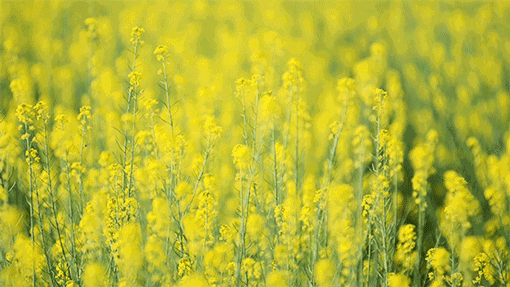 老年|超美超震撼！建德这片花海值得一看