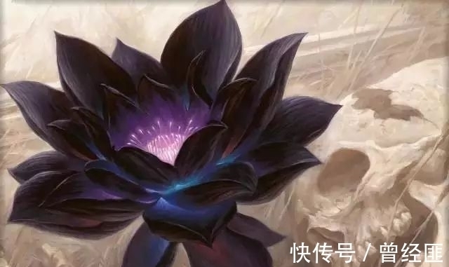 盘点:20种世界上最黑的花,黑的美,黑的妙,黑的呱呱叫