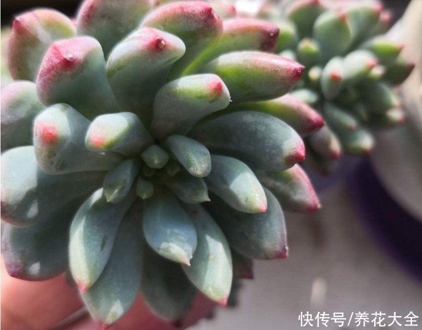 爆盆|适合新手养的多肉蓝苹果，注意3个方面，轻松养爆盆