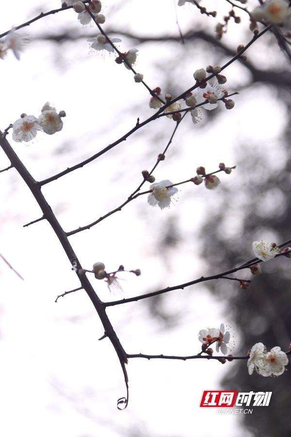 植物园|梅花盛放，湖南省植物园“冬之韵”赏花季来了