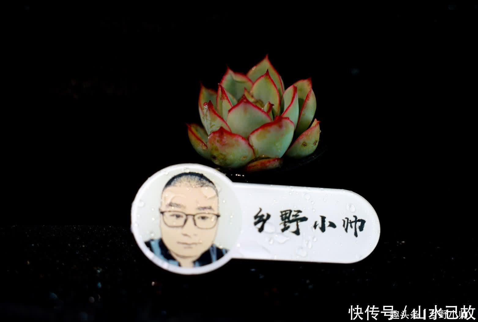 蓝姬莲|美滋滋的多肉,都是杂交品种,小帅带你认识这些“混血儿”