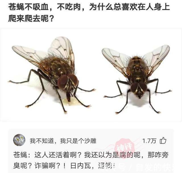 |搞笑神评：项目经理中暑了，我怎么回复他才能体现我很关心他？