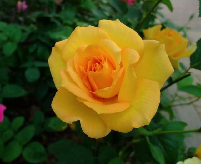 月季花什么时候扦插最好教你3种养护方法,月季花鲜艳又好看