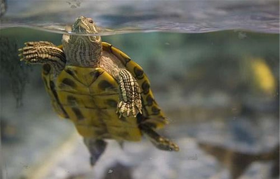 古代人打完井后,为什么要扔俩乌龟下去?看完佩服古人的智慧