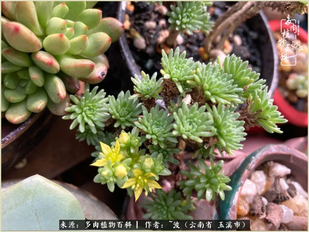 多肉|遇见即美，花事未荼蘼！种一桌子多肉，看花开花落！