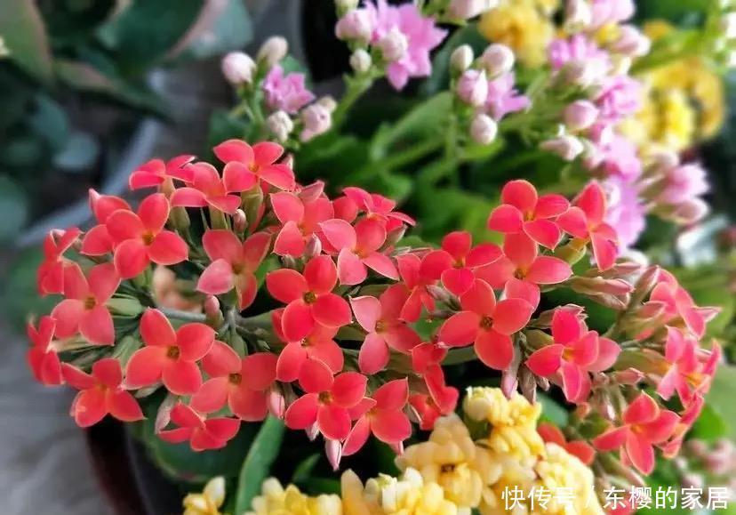 长寿花冬天要“懒养”,适当“虐一虐”,叶肥花又美,天天有花赏