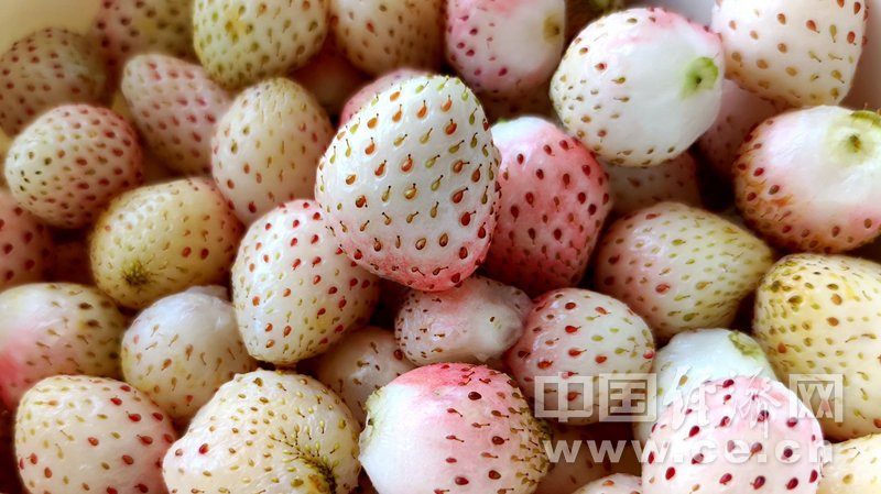 牙菌斑|巧克力奶酪草莓 这些常见食物有益于牙齿健康