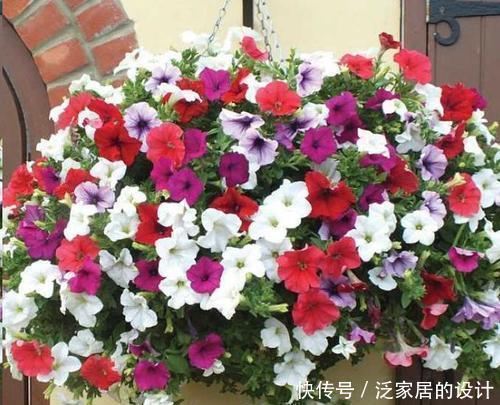 阳台|阳台再小,也要养4种花,比牡丹好看,比吊兰好养,家里养真适合