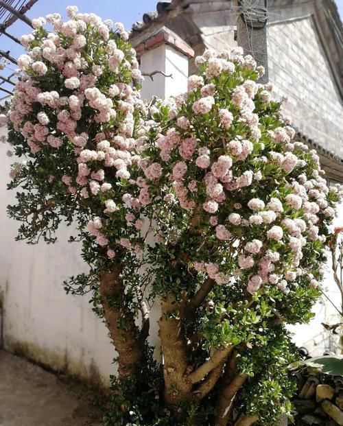 养了20年的玉树,杆子比大腿还粗,满树白花跟下雪了一样