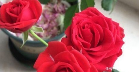 新手养花,不如养盆花中精品“永远的莫斯科”,色泽鲜艳