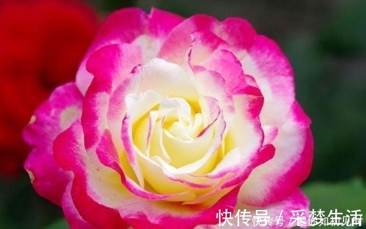 芹叶牡丹|4种花好养易活,旺财又养人,养一盆一年四季都在开!