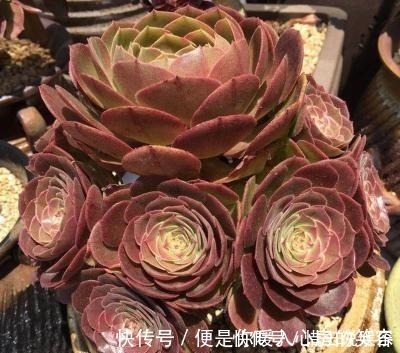 群生|3种多肉植物，号称“爆崽小能手”，上色美长满盆，养成群生老桩