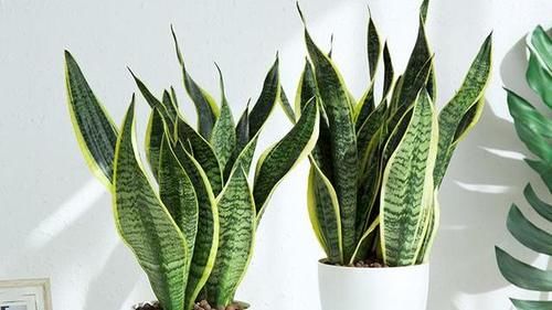 虎皮兰应该如何浇水，需要注意什么？