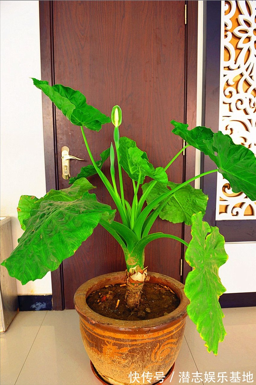 家里养花，避开8种“小毒花”，家里有老人孩子，孕妇的，别靠近