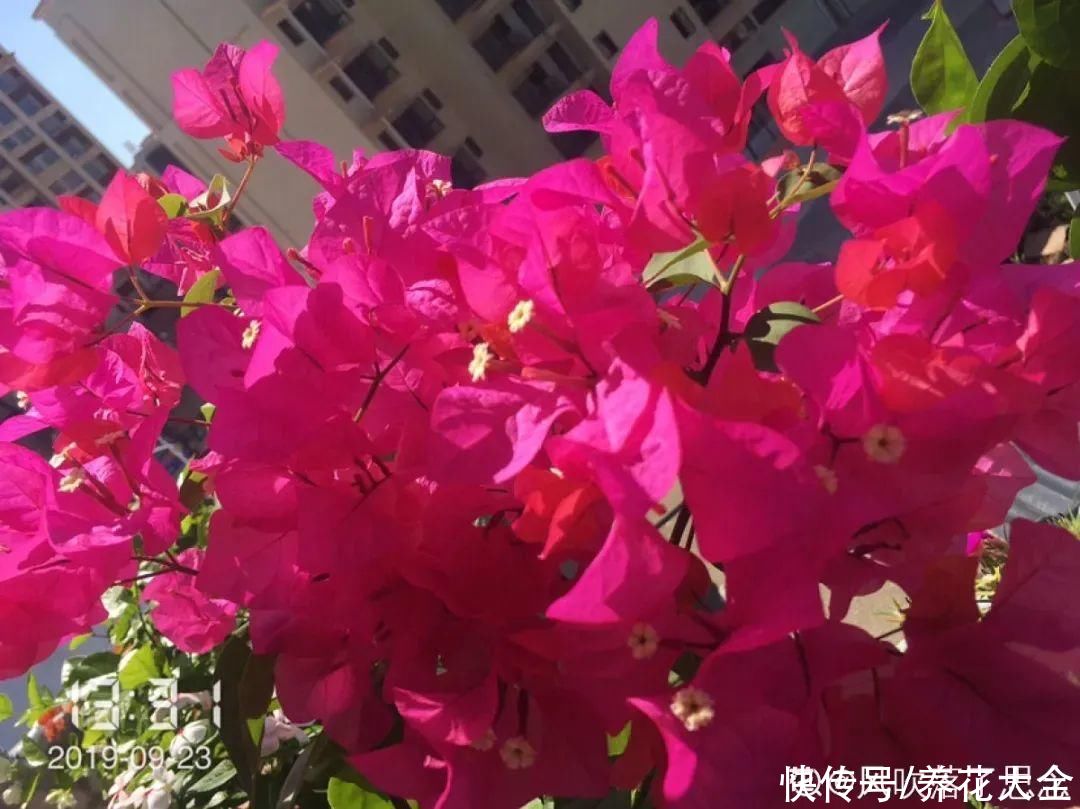 在家养盆“爆花战斗机”，只需要一盆，能开上百天不歇气