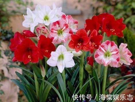 种球|“朱顶红”开花不断，掌握关键4点，花开一茬又一茬，个个比脸大