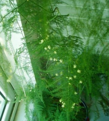 河北大爷养文竹,盆里扔块“它”,一窜1米2,开满小白花,牛!