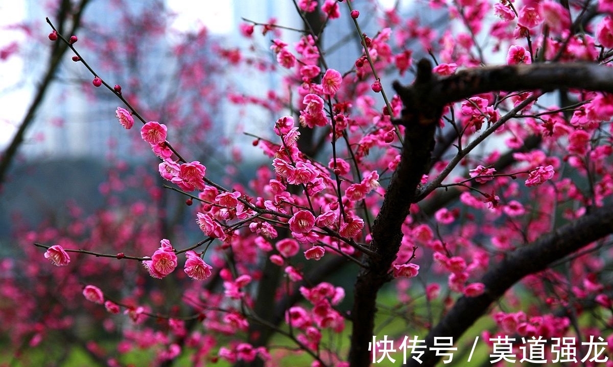 咏梅花$咏梅花最优秀的10首词排名,前两名伯仲之间,从这一角度分出高低