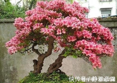 舍利干|盆栽案例欣赏，最贵的是舍利干，桃花类的美极了！