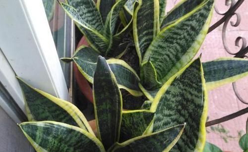 多菌灵|冬天养虎皮兰，盆土长毛咋办？趁早这么干，不然就救不活了