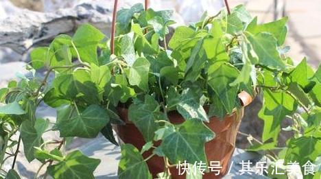 卫生间异味重，养上3种花，祛除异味能力强，还能美化环境