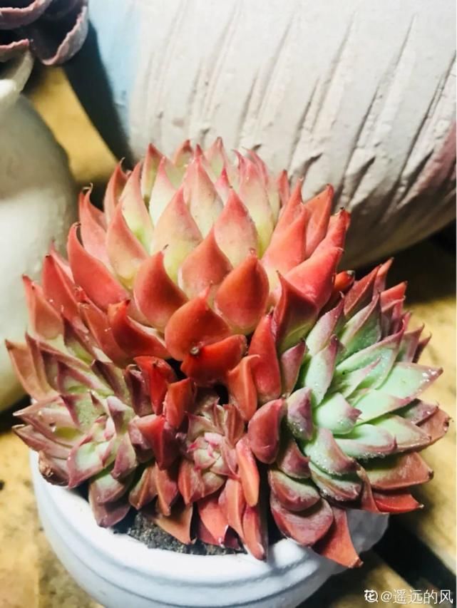 一入肉坑深似海，越养越上瘾