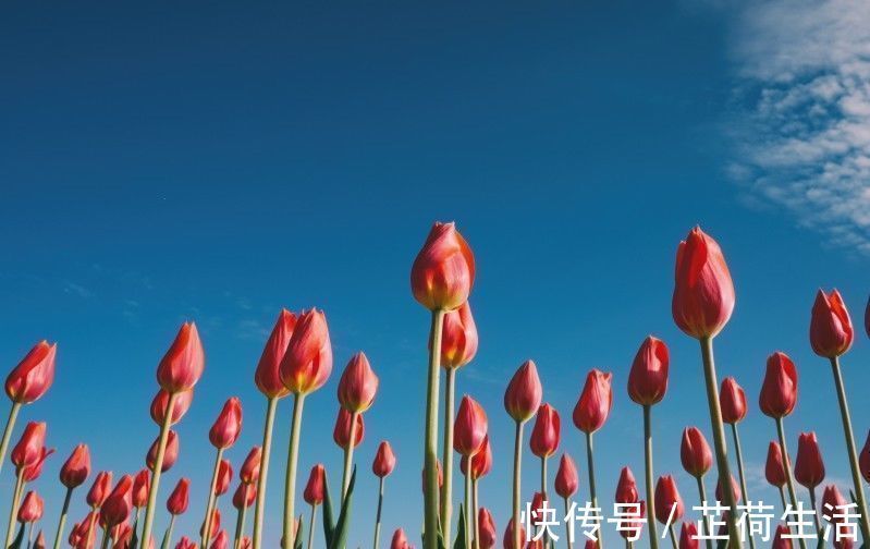 良缘|未来一个月桃花入命，遇命定良缘，能够顺利脱单的四大生肖