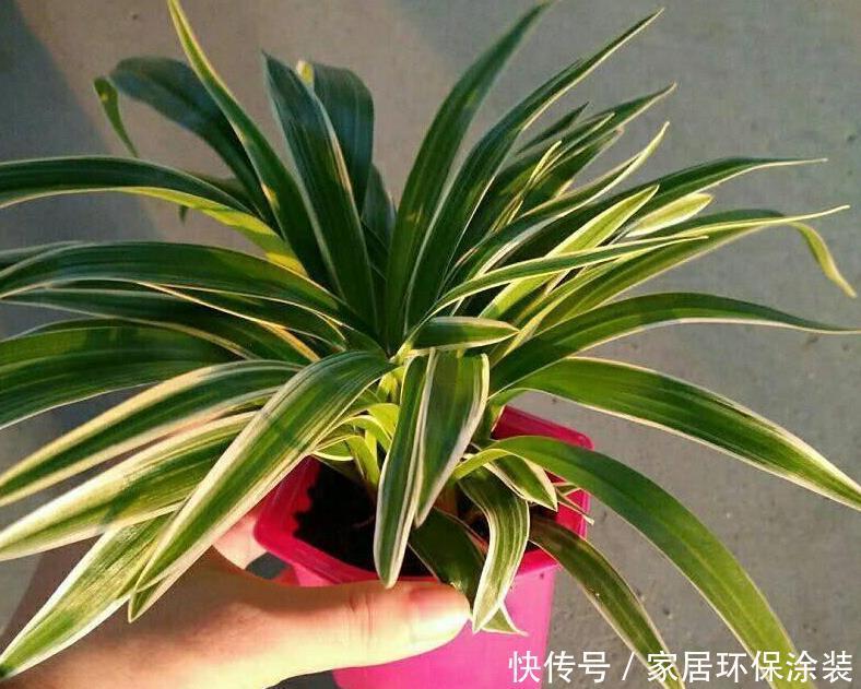 光合作用|天热养金边吊兰,盆栽牢记4点,叶子纹路清晰,小白花开不停