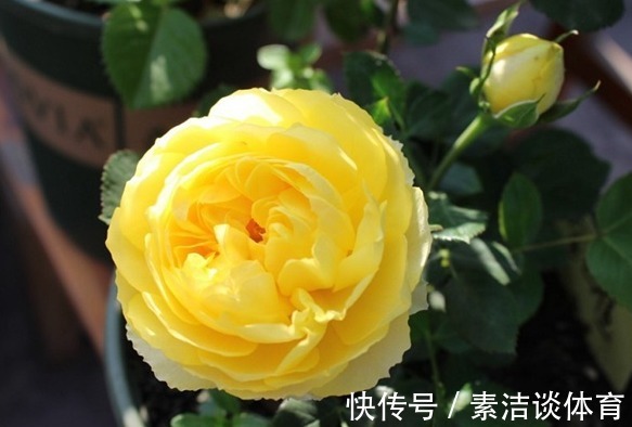 富贵|“3种花”自带富贵气,花开红艳喜爆盆,家里养几盆,富贵又招财