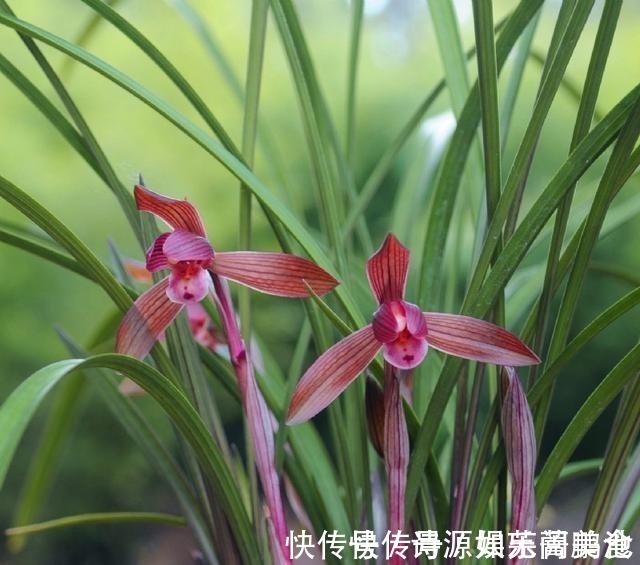 香气|这款兰花香气醇正，花姿典雅大气，喜欢闻花香的花友值得入手！