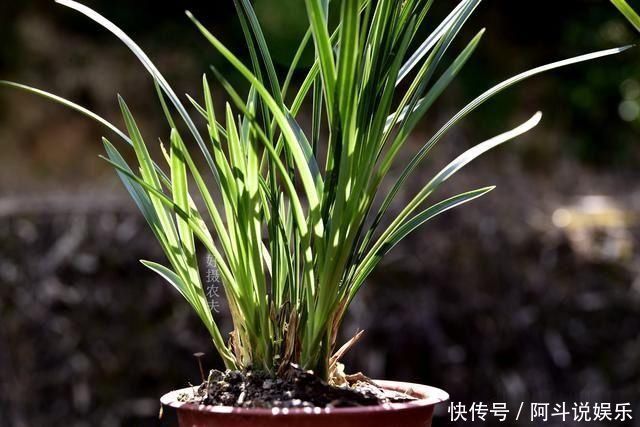 奇效|这种黑色粉末养兰花,究竟有什么奇效能让兰根这么壮