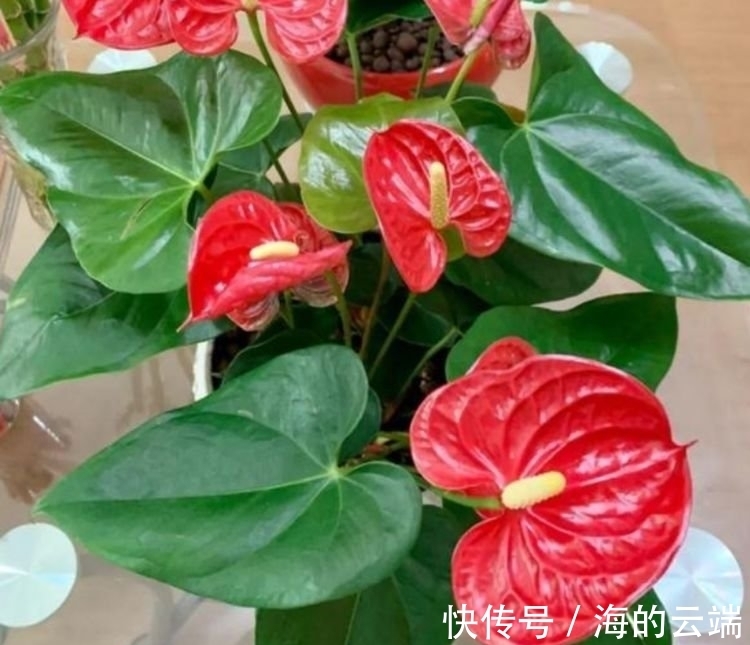 几种花，开花漂亮又好养，开花爆盆很漂亮，越养越喜欢