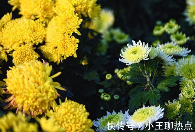 重阳$五言绝句.重阳抒怀(新韵)