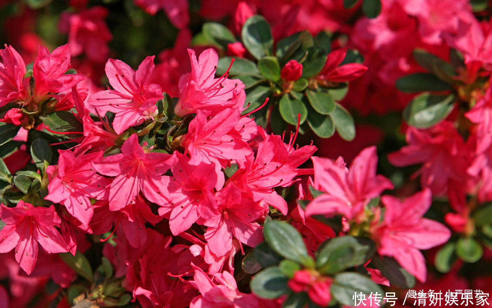 养杜鹃花做好两点，即使北方也可以花开爆盆