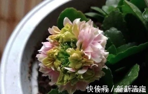 叶插|长寿开花变异了,十年都见不到一次,真稀罕