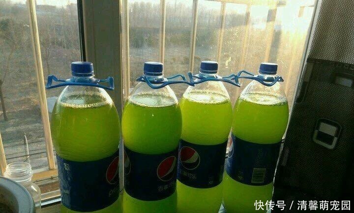 花盆|养花浇了“夺命水”，难怪烂根、黄叶，2种水“千万”别乱用