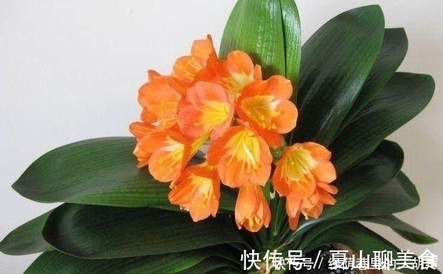 我把盆栽君子兰养成这样,好心疼,老婆只用3天将它变黑绿发亮!