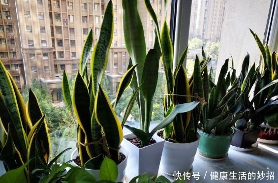 虎皮兰有“四怕”,养它一定要避开,笋芽出的多,开花特别香!