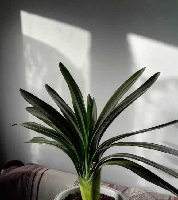 君子兰浇水10大注意事项,全做好了,你的君子兰想不开花都难