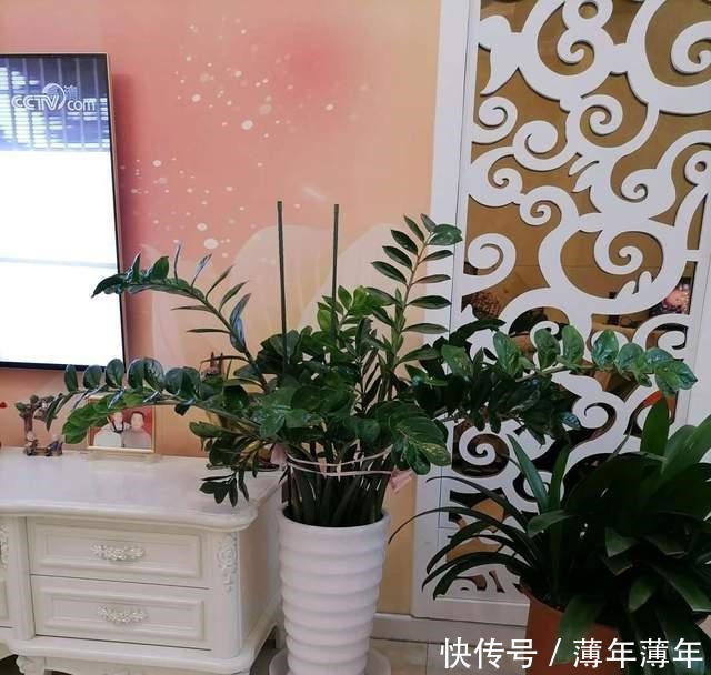 这三种花,好看好养,又旺财旺运,家里放多少盆都不嫌多!